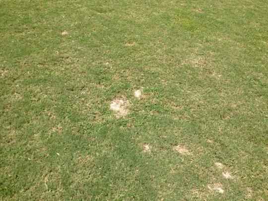 Santa Cruz deve reformar o gramado no ms de outubro, mas ao deve ser apenas paliativa