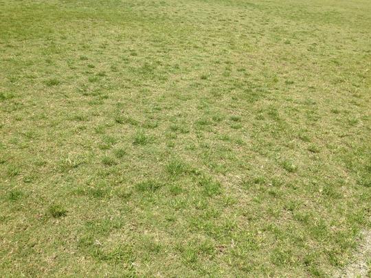 Santa Cruz deve reformar o gramado no ms de outubro, mas ao deve ser apenas paliativa