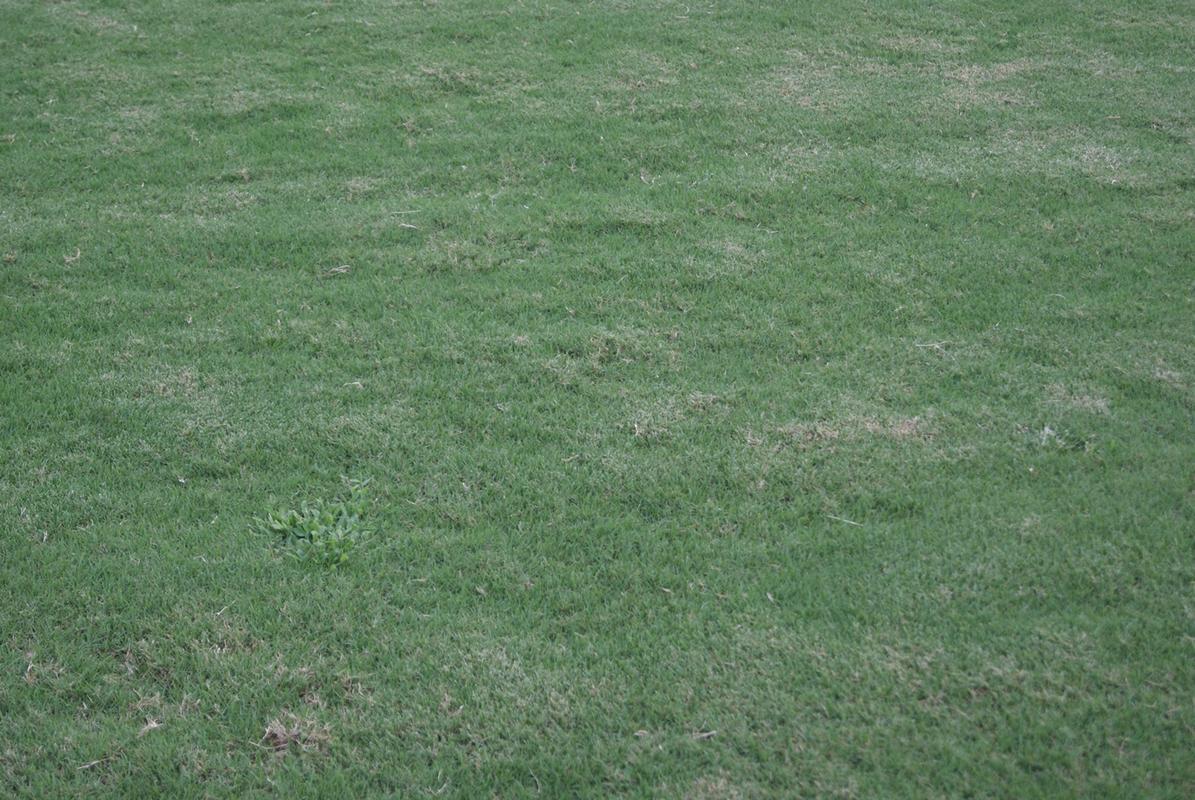 Um dia antes da partida entre Santa Cruz e Bragantino, Superesportes foi ao Arruda para conferir a situao do gramado, que continua bastante ruim