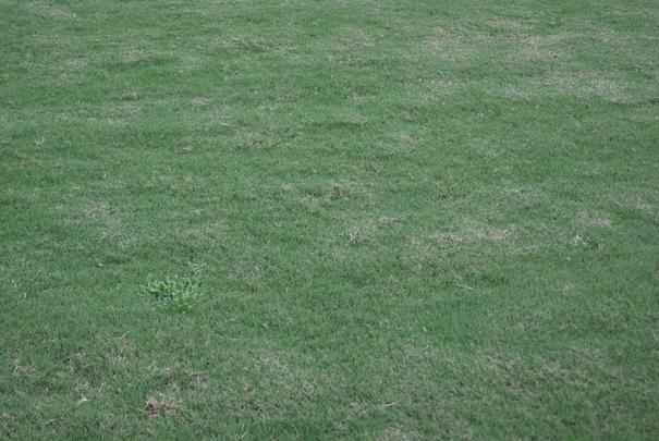 Um dia antes da partida entre Santa Cruz e Bragantino, Superesportes foi ao Arruda para conferir a situao do gramado, que continua bastante ruim