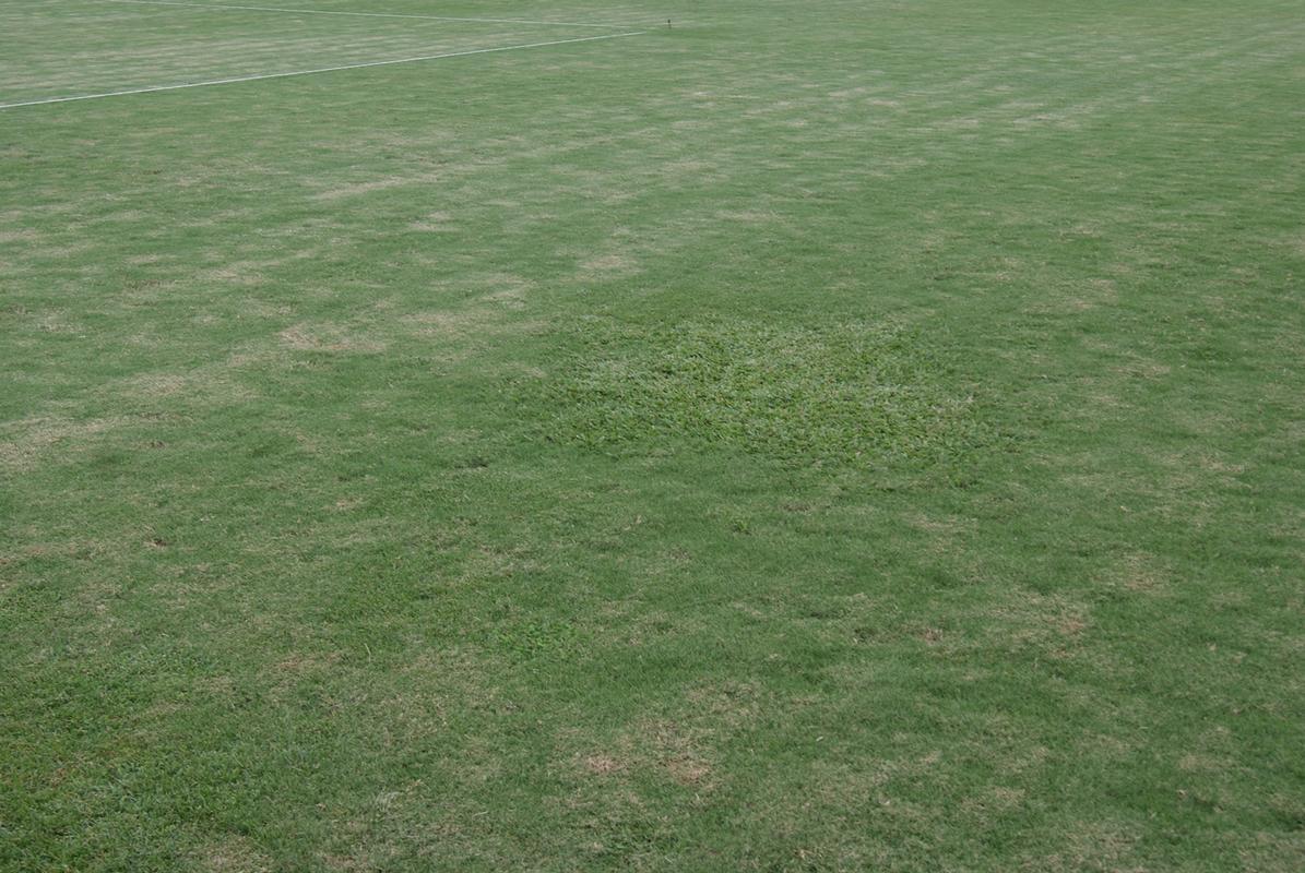 Um dia antes da partida entre Santa Cruz e Bragantino, Superesportes foi ao Arruda para conferir a situao do gramado, que continua bastante ruim