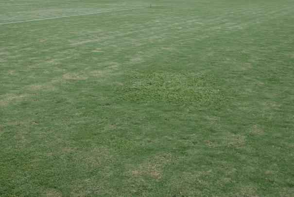 Um dia antes da partida entre Santa Cruz e Bragantino, Superesportes foi ao Arruda para conferir a situao do gramado, que continua bastante ruim