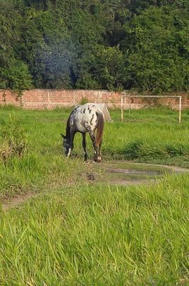 Com jogadores revezando treinos entre Arruda e Ademir Cunha, CT deixou de ser prioridade