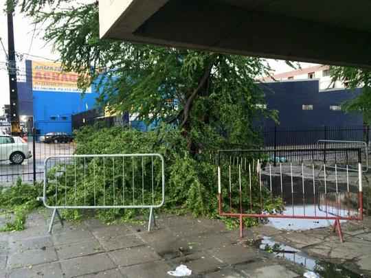 A defesa civil deverá intervir para retirar a árvore do local e evitar maiores estragos