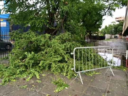 Árvore que foi derrubada pela força da chuva fica na esquina da Avenida Beberibe com a Rua das Moças