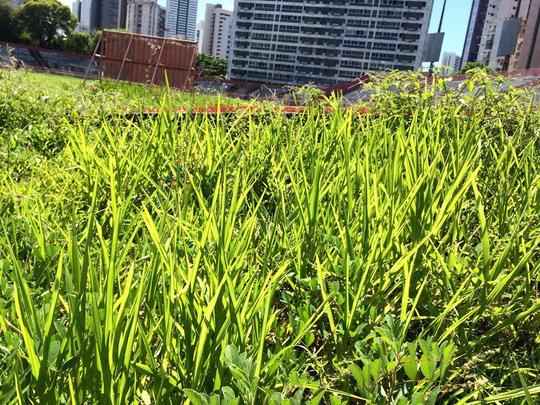 Gramado dos Aflitos sempre foi conhecido como uma das armas do Nutico nos jogos, por ter uma caracterstica bem peculiar. Sem cuidados, no entanto, a grama cresce sem limites