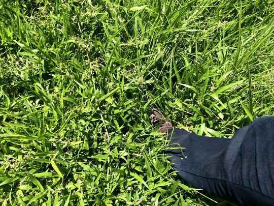 Gramado dos Aflitos sempre foi conhecido como uma das armas do Nutico nos jogos, por ter uma caracterstica bem peculiar. Sem cuidados, no entanto, a grama cresce sem limites