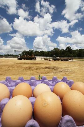 Em meio  polmica da venda de ovos para arrecadar fundos para o centro de treinamento, Santa Cruz inicia instalao do primeiro gramado do CT