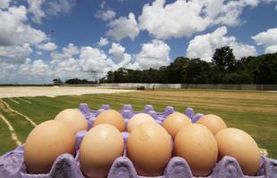 Em meio  polmica da venda de ovos para arrecadar fundos para o centro de treinamento, Santa Cruz inicia instalao do primeiro gramado do CT