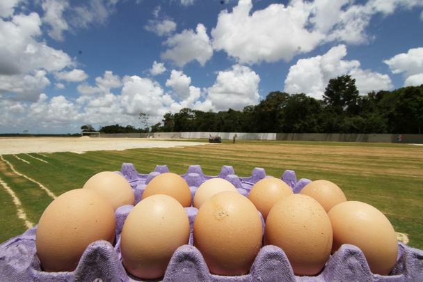 Em meio  polmica da venda de ovos para arrecadar fundos para o centro de treinamento, Santa Cruz inicia instalao do primeiro gramado do CT
