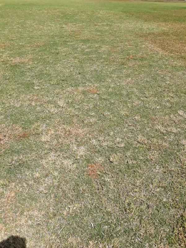 Em tratamento neste final de ano, gramado do Arruda est com um visual estranho devido a aplicao de herbicidas