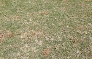 Em tratamento neste final de ano, gramado do Arruda est com um visual estranho devido a aplicao de herbicidas