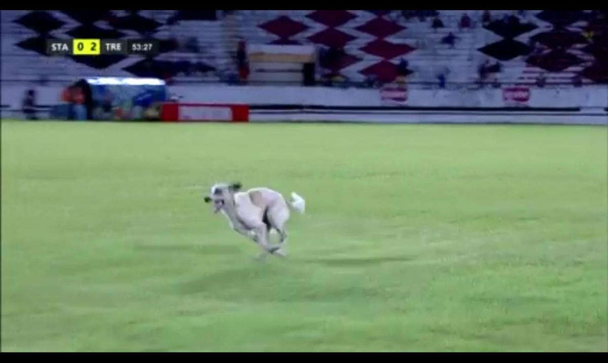 Cachorro invadiu o campo durante o segundo tempo da partida entre Santa Cruz e Treze-PB