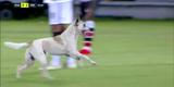 Cachorro invadiu o campo durante o segundo tempo da partida entre Santa Cruz e Treze-PB