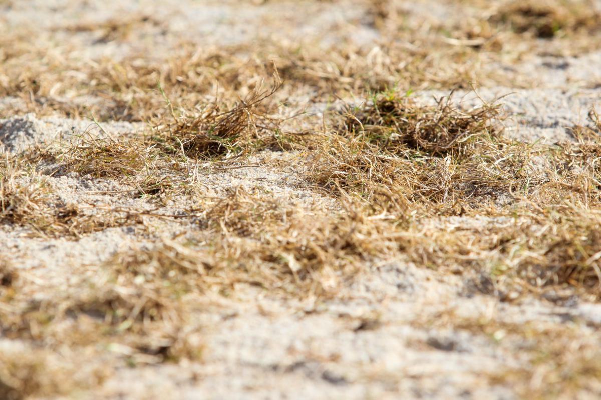 Enquanto aguarda a definio de quem ser o treinador para iniciar montagem do elenco, Santa Cruz investe na reforma do gramado de seu estdio para receber as partidas da temporada 2020