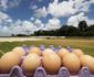 De ovos a panetone: Santa Cruz tem lojinha para vender produtos no CT Ninho das Cobras